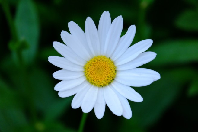 UNADJUSTEDNONRAW_thumb_e7a